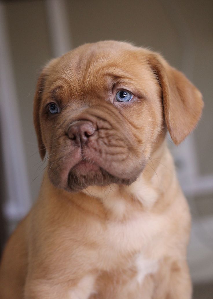 French mastiff